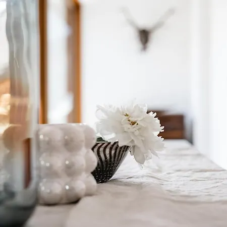 ماي ووندرلاند *